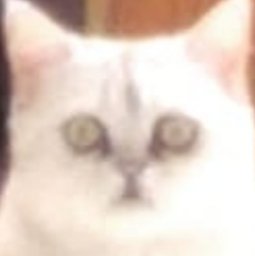 bekkon